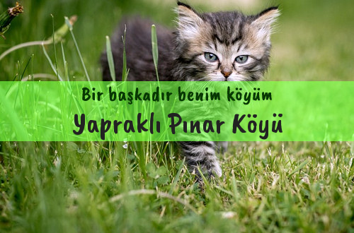 Yapraklı Pınar Köyü